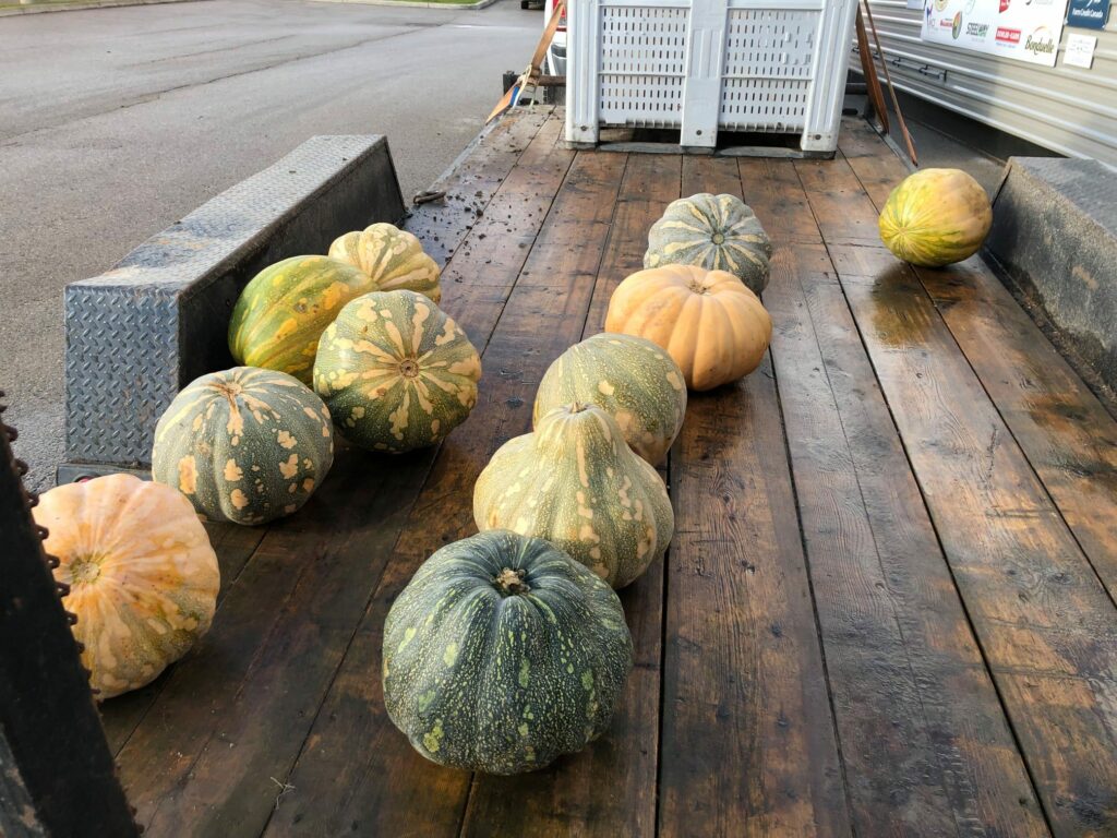 Caribbean pumpkins, donated to Harvest Bowl by Howe's Family Farm.